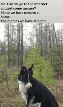 a black and white dog is licking its nose in a meme