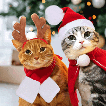 two cats wearing santa hats and scarves are sitting next to each other in front of a christmas tree