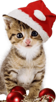 a kitten wearing a santa hat is surrounded by christmas decorations