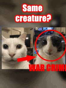 a picture of two cats with the words same creature war crime