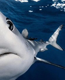 a close up of a shark 's face and tail in the ocean