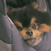 a small brown and black dog is laying in a blue carrier .