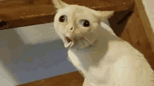 a white cat is sitting on a wooden staircase with its mouth open and looking at the camera .