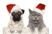 a pug dog and a cat wearing santa hats looking over a box