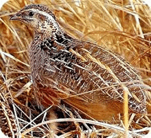 a quail is standing in a pile of dry grass .