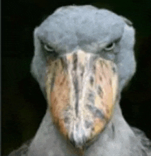 a close up of a bird with a large beak