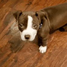 a brown and white puppy with a blue collar looks at the camera