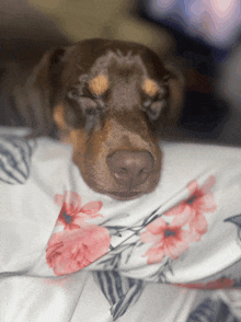 a brown dog is laying on a floral blanket