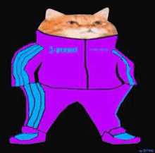 a cat is wearing a purple and blue tracksuit .