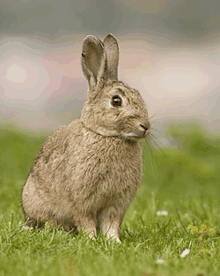 a rabbit is sitting in the grass and looking at the camera .