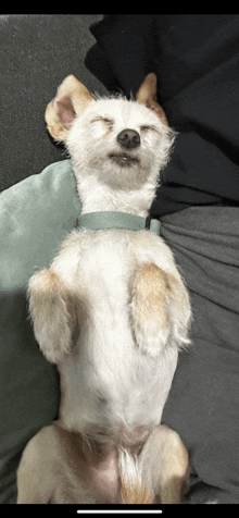 a small white dog with a blue collar is laying on its back with its eyes closed