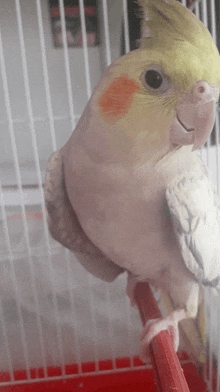 a cockatiel is perched on a red cage bar