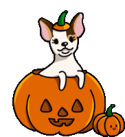 a chihuahua is sitting on top of a pumpkin with a green top .