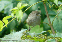 a small bird is perched on a branch with the words good morning written below it