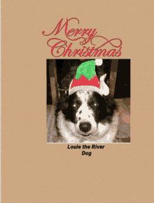 a merry christmas card with a picture of a dog wearing a santa hat