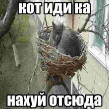 a cat is sitting in a nest hanging from a tree branch .