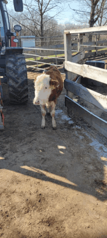 a brown and white cow standing in front of a fence with a tractor in the background