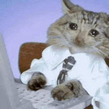 a cat in a white shirt and tie is typing on a keyboard