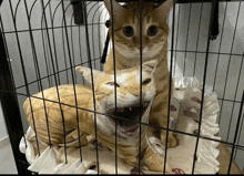 two cats are in a cage one is yawning