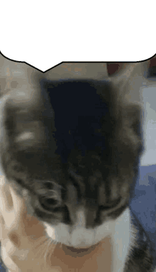 a close up of a cat with a speech bubble behind it