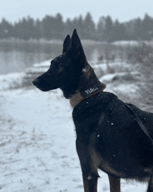 a black dog with the name yuma on its collar