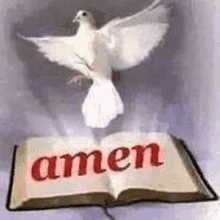 a white dove is flying over a bible that says amen .