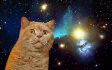 an orange cat is looking up at a star in the sky .