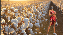 a woman in a red dress is standing in a cotton field