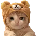 a cat wearing a teddy bear hat is sitting down .