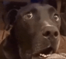 a close up of a black dog with its mouth open and a surprised look on its face .