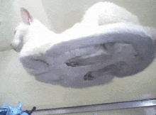 a white cat is floating in the air on top of a white blanket .