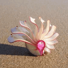 a pink and white flower is sitting on the beach .