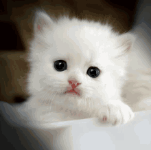 a small white kitten with blue eyes is looking at the camera