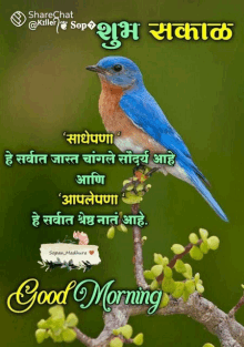 a blue and brown bird is perched on a tree branch with a good morning message in a foreign language