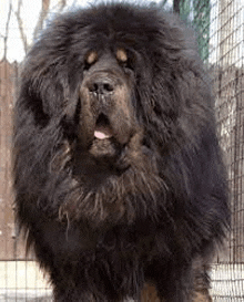 a very large black dog is standing in a cage .