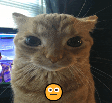 a close up of a cat 's face with a smiley face in the foreground