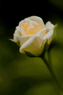 a close up of a white rose with yellow center