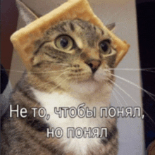 a cat with a piece of bread on its head with a caption in russian