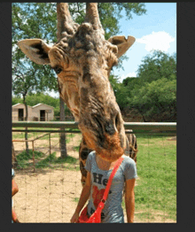 a giraffe licking a woman 's face while wearing a he shirt