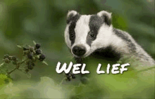 a badger is eating berries in the woods with the words wel lief in the background .