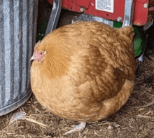 a chicken standing next to a trash can with a label on it that says ' chicken ' on it