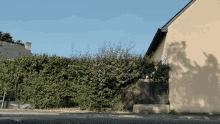 a shadow of a tree is cast on a wall next to a hedge