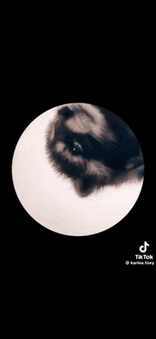 a close up of a dog 's face in a circle with a black background .