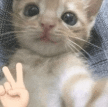 a close up of a kitten making a peace sign with its paws .