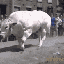 a white bull is standing on a sidewalk in front of a brick building with the word mostar on the bottom