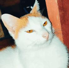 a close up of a cat 's face with yellow eyes