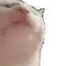 a close up of a cat 's face on a white background