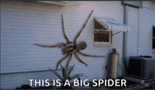 a large spider is hanging on the side of a house with the caption " this is a big spider "