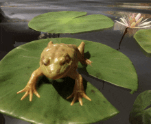 a frog sits on a lily pad in the water