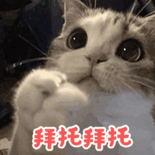 a close up of a cat 's face with chinese writing on it